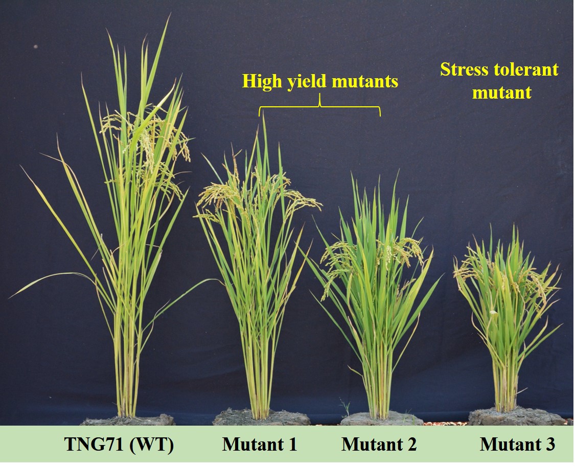 Ectopic expression of mutated GA2ox6 moderately lowered GA levels, leading to reduced plant height, more productive tillers, higher grain yield, and elevated abiotic and biotic stress tolerance in rice. (*WT: wild type)